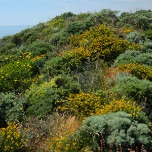 Encelia, Lotus, Castilleja, Artemisia californica, Eriogonum arborescens, ridge, East of Summit Peak, West Anacapa Island