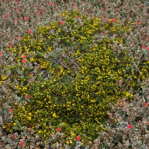 Hemizonia clementina, Malephora, East Anacapa Island