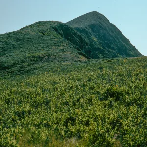 Grindelia, upper terrace, West of Summit Peak, West Anacapa Island
