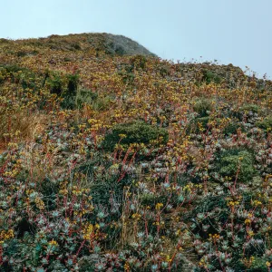 Dudleya (liveforevers), upper West terrace, West Anacapa Island