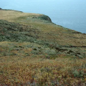 Dudleya (liveforevers), middle West terrace, West Anacapa Island