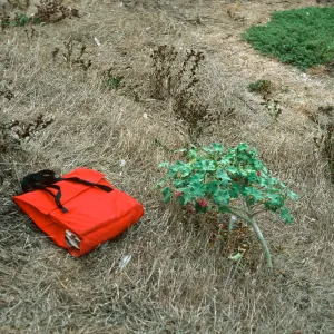 Lavatera assurgentiflora, just West of Sea Arch Peninsula, Middle Anacapa Island