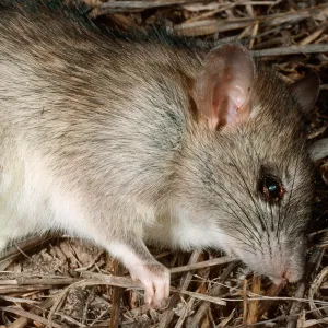 Black Rat, Middle Anacapa Island
