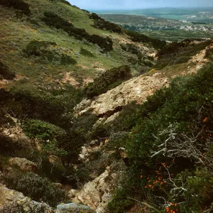 canyon, South of Windmill Canyon, Santa Rosa Island