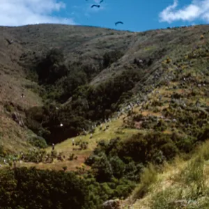 Oak Grove Canyon, West Anacapa Island