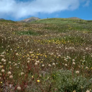 Microseris heterocarpa, Layia (tidy tips) , East end of Fraser Point Road, Santa Cruz Island