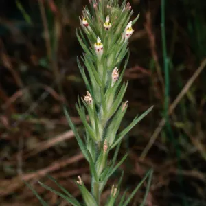 Orthocarpus attenuatus, rock slide, East of Pelican Bay, Santa Cruz Island