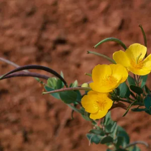 Dendromecon, Islay Canyon, Santa Cruz Island