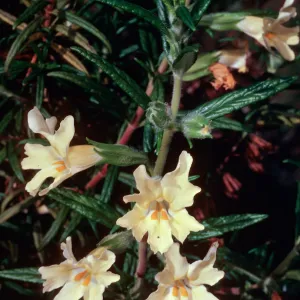 Diplacus longiflorus, West of Embudo, Santa Cruz Island