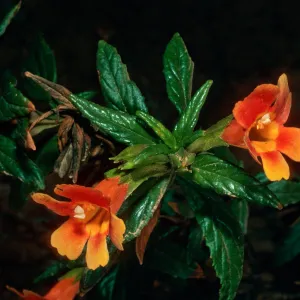Diplacus longiflorus x parviflorus, top of Islay Canyon Road, Santa Cruz Island