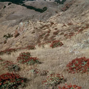 Eriogonum arborescens, Picacho Diablo Trail, Santa Cruz Island