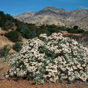 Eriogonum arborescens, Islay Canyon Road, Santa Cruz Island
