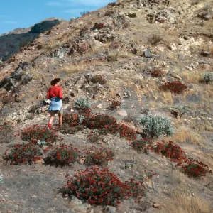 Eriogonum arborescens, ridge, East of Ram Canyon, Santa Cruz Island