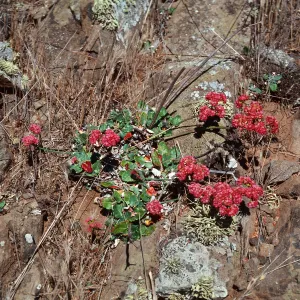 Eriogonum grande rubescens, North-East of Fraser Point, Santa Cruz Island