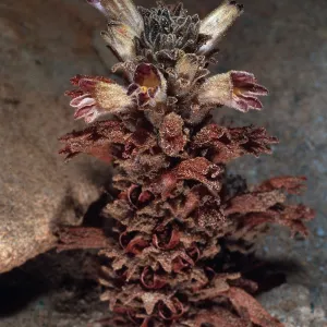 Orobanche parishii brachyloba, South end of Christy Beach, Santa Cruz Island