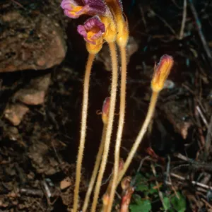 Orobanche uniflora, Santa Cruz Island