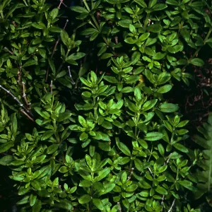 Galium buxifolium, Sea Bluffs, West of Eagle Canyon, Santa Cruz Island