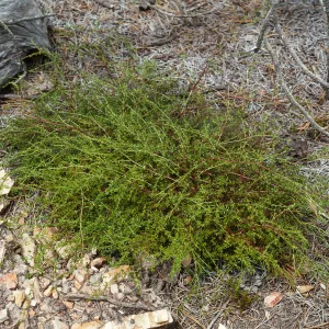 Galium nuttallii insulare, China Pines, Santa Cruz Island