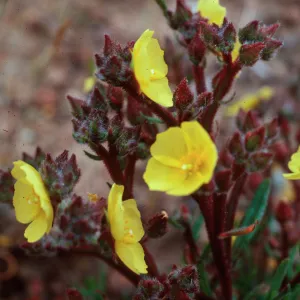 Helianthemum greenei, SC-676, South ridge, 1 mile East of Christy Barn, Santa Cruz Island