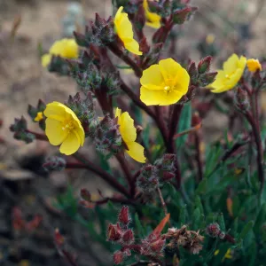 Helianthemum greenei, SC-676, South ridge, 1 mile East of Christy Barn, Santa Cruz Island