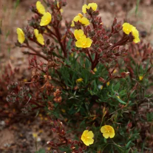 Helianthemum greenei, SC-676, South ridge, 1 mile East of Christy Barn, Santa Cruz Island