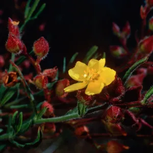 Helianthemum greenei, road to South ridge from ranch, Santa Cruz Island