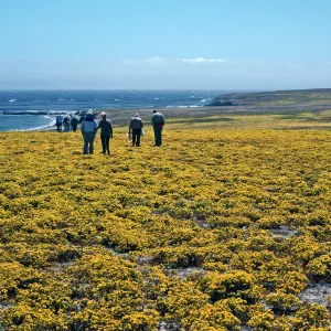 Hemizonia fasciculata, Forneys Cove, Santa Cruz Island