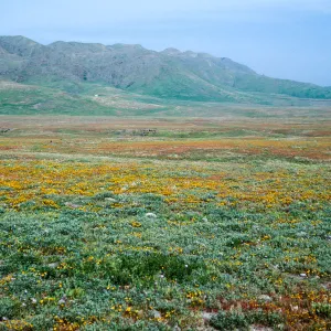 Lasthenia, Forneys Cove area, Santa Cruz Island