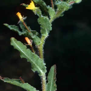 Camissonia micrantha, SC-2294, Coches Road, Santa Cruz Island
