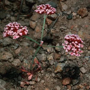 Chorizanthe wheeleri, canyon due North of Lyndals house, Santa Cruz Island