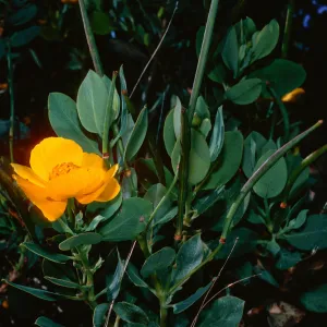 Dendromecon, Islay Canyon, Santa Cruz Island
