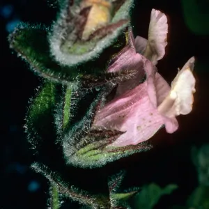 Lepechinia fragrans, East side of El Tigre, Santa Cruz Island