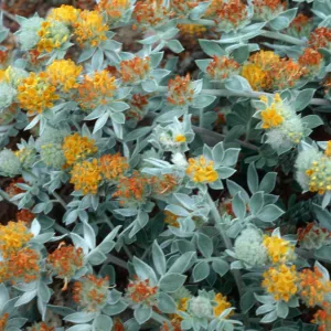 Lotus argophyllus niveus, CaÃ±ada Del Puerto, Santa Cruz Island