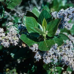 Ceanothus arboreus, South ridge, Santa Cruz Island