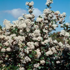 Ceanothus megacarpus, Santa Cruz Island