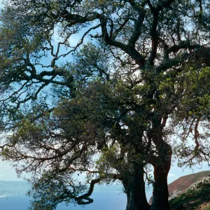 Quercus, near Peak 1848, Santa Cruz Island