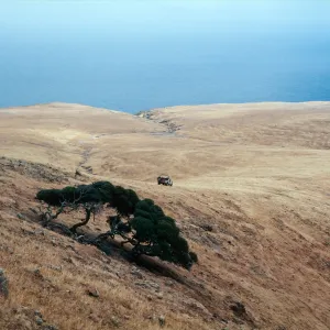 Quercus dumosa and view of NW portion of onshore side of island, Santa Cruz Island