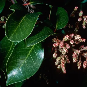 Rhus ovata, CaÃ±ada Del Medio, Santa Cruz Island