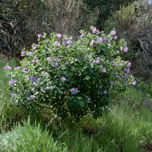 Solanum clokeyi, CaÃ±ada Del Portezuela, Santa Cruz Island