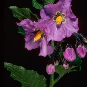 Solanum clokeyi, West of field station, Central Valley, Santa Cruz Island
