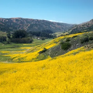 Brassica nigra, East of Stanton Ranch, Santa Cruz Island