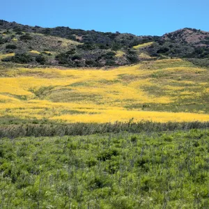 Brassica nigra, East of Stanton Ranch, Santa Cruz Island