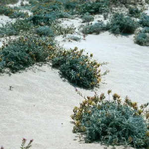 Astragalus traskiae, road to Red Eye Beach, Santa Cruz Island