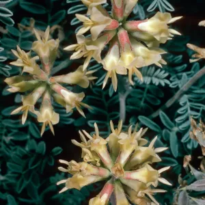Astragalus miguelensis, cove North of Forneys Cove, Santa Cruz Island