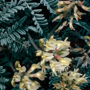 Astragalus miguelensis, cove North of Forneys Cove, Santa Cruz Island