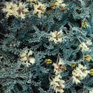Astragalus miguelensis, Fraser Point peninsula, Santa Cruz Island