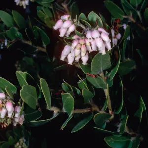 Arctostaphylos viridissima, East Pines, Santa Cruz Island