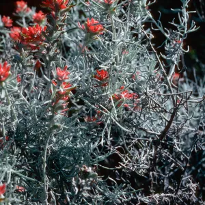 Castilleja hololeuca, Santa Cruz Island