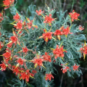 Castilleja hololeuca, offshore side west of Sandstone Point, Santa Cruz Island