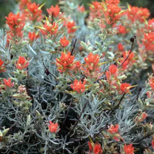 Castilleja hololeuca, offshore side west of Sandstone Point, Santa Cruz Island